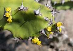 Euphorbia antiquorum
