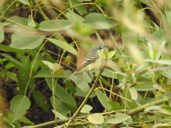 Serpophaga griseicapilla