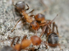 Formica densiventris