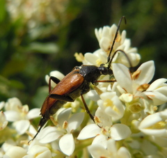 Pedostrangalia pubescens