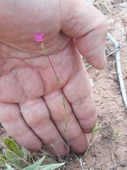 Silene muscipula subsp. muscipula image