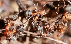 Formica densiventris