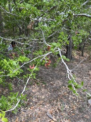 Pithecellobium dulce