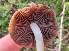 Britzelmayria multipedata