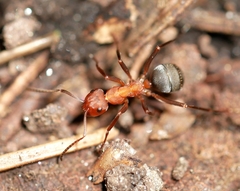 Formica densiventris