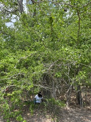 Pithecellobium dulce