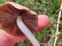 Britzelmayria multipedata