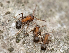 Formica densiventris