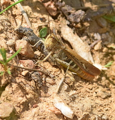 Chorthippus maritimus maritimus