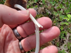 Britzelmayria multipedata