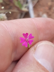 Silene muscipula image