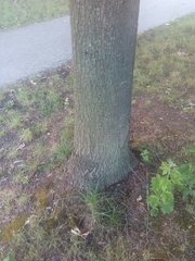 Quercus