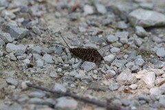 Epelis truncataria