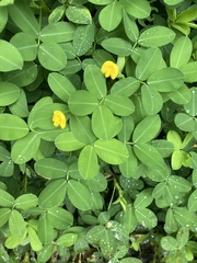 Arachis repens