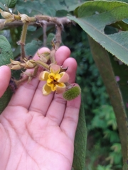 Apeiba tibourbou