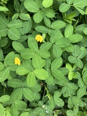Arachis repens
