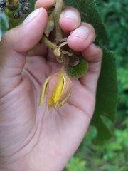 Apeiba tibourbou