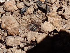Cicindela oregona oregona