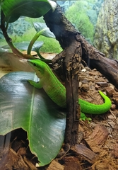 Phelsuma