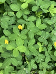 Arachis repens