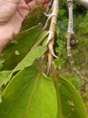 Apeiba tibourbou