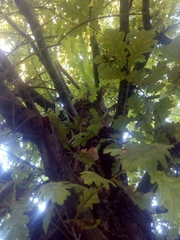 Quercus