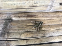 Xylophanes docilis