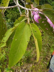 Apeiba tibourbou