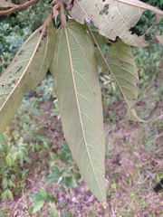 Apeiba tibourbou