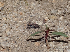 Cicindela oregona oregona