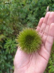 Apeiba tibourbou