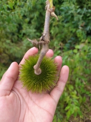 Apeiba tibourbou