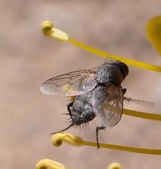 Microchaetina mexicana