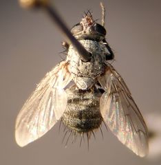 Microchaetina mexicana