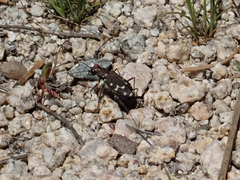 Cicindela oregona oregona
