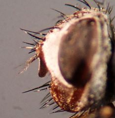 Microchaetina mexicana