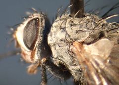 Microchaetina mexicana