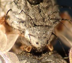 Microchaetina mexicana