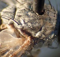 Microchaetina mexicana