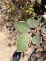 Arctostaphylos morroensis