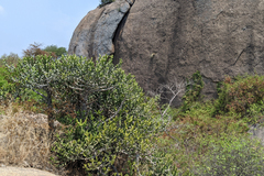 Euphorbia antiquorum