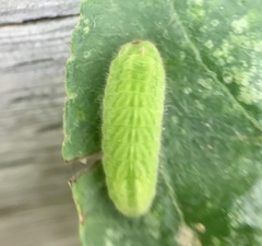 Satyrium liparops
