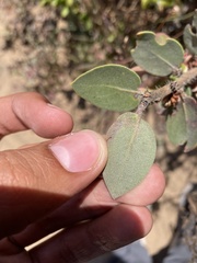 Arctostaphylos morroensis