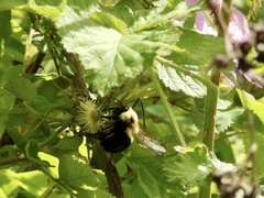 Bombus impatiens