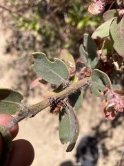 Arctostaphylos morroensis