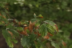 Orchestes fagi
