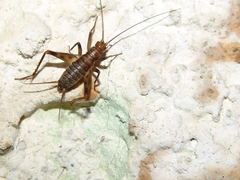 Petaloptila andreinii