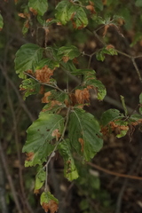 Orchestes fagi