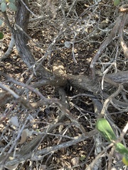 Arctostaphylos morroensis