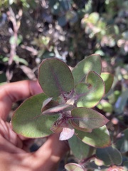 Arctostaphylos morroensis